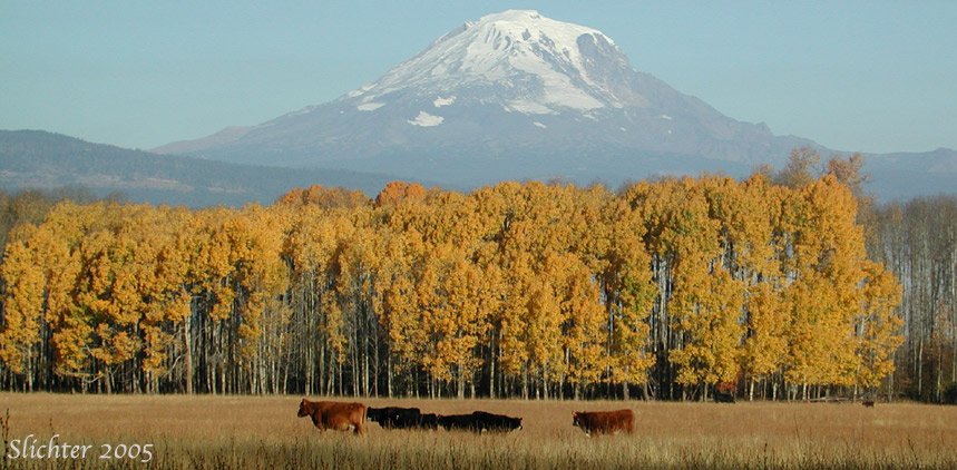 A view northwest to the southeastern slopes of Mt. Adams..........October 22, 2005. The trees in the foreground with vibrant yellow foliage are black cottonwoods (Populus balsamifera ssp. trichocarpa).