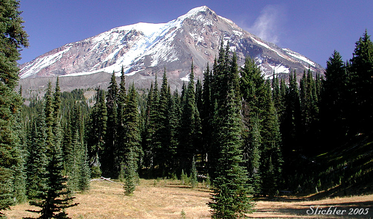 This photo shows the western slopes of Mt. Adams from meadows surrounding Riley Camp along the Riley Trail #64, about one-half mile west (and downhill) of the Pacific Crest Trail #2000......September, 2005.