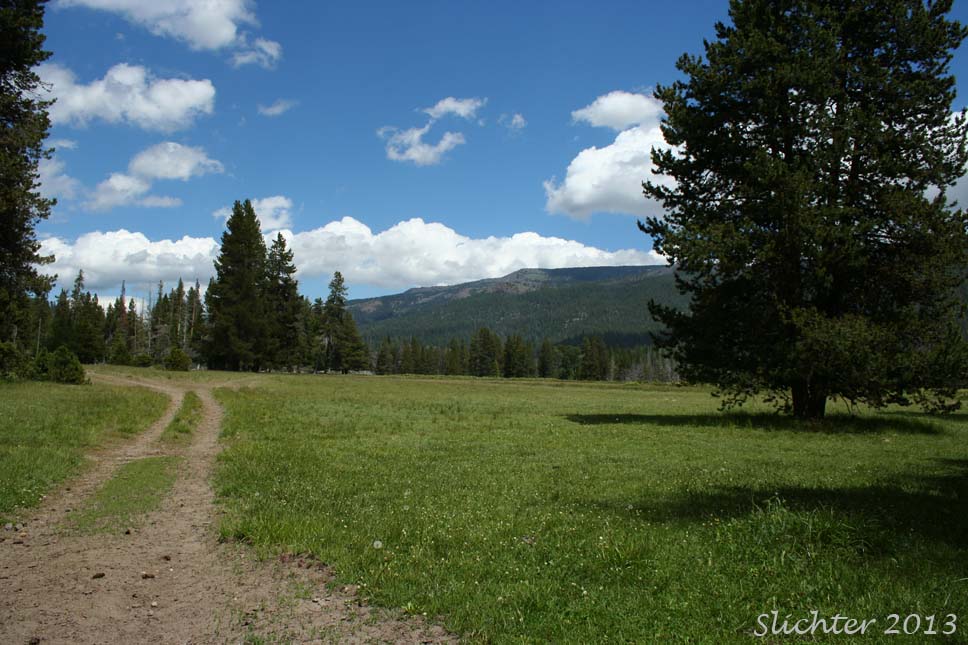 View north across Conrad Meadow.........June 28, 2013.