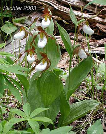 Mt. Lady Slippers: Cedar Grove Trail