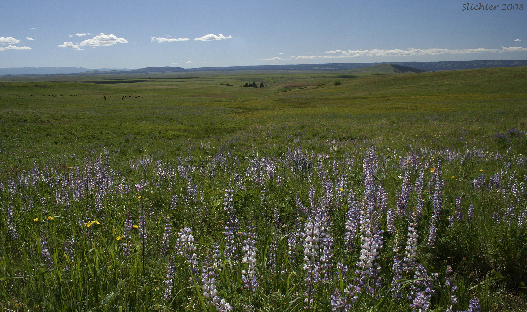 Zumwalt Prairie, Wallowa County, northeastern Oregon. The lupine is probably Burke's lupine (Lupinus polyphyllus var. burkei) or possibly the closely related Wyeth's lupine (Lupinus polyphyllus var. prunophilus).