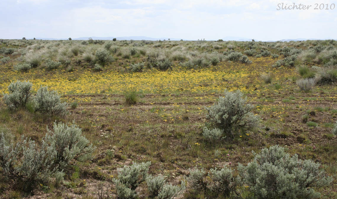 Typical biscuit-swale topography at the Lawrence Memorial Grasslands Preserve...........May 15, 2010.