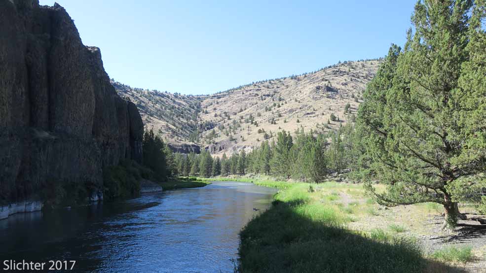 A view downstream along the Crooked River from the wheelchair accessible platform over the river at Chimney Rock Campground.........July 11, 2017.