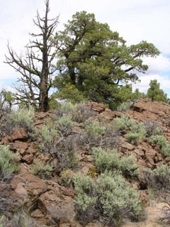Oregon Badlands Wilderness, Deschutes County, Oregon, pic by Stu Garrett (High Desert Chapter NPSO).