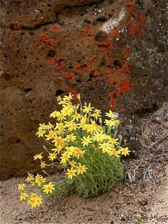 Oregon Badlands Wilderness, Deschutes County, Oregon, pic by Stu Garrett (High Desert Chapter NPSO).