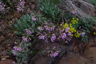 Oregon Badlands Wilderness, Deschutes County, Oregon, pic by Stu Garrett (High Desert Chapter NPSO).