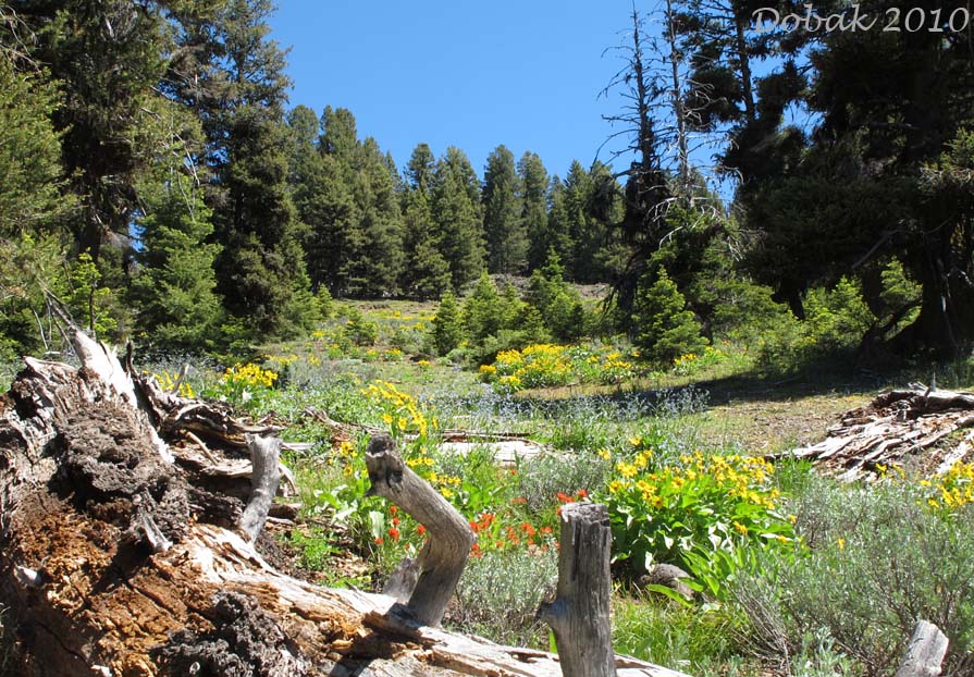 Wildflower slopes along the Buckhorn Meadows Trail #205, Malheur National Forest..........July 8, 2010.