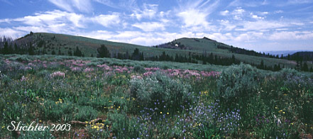 View south across Rock Cr. to Monument Rock in the Monument Rock Wilderness.