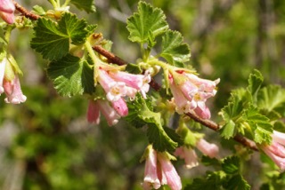 Wax currant along the Steelhead Falls Trail (BLM)  Crook County, OR.  Pic by Stu Garrett (High Desert Chapter NPSO).