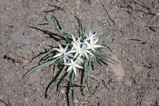 Sand lilies along the Steelhead Falls Trail (BLM)  Crook County, OR.  Pic by Stu Garrett (High Desert Chapter NPSO).