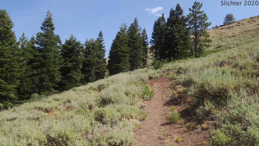 This photo shows the Fremont National Recreation Trail #160 viewed north as it climbs to above the forest on the west slopes of Twelvemile Peak, Fremont-Winema National Forest....August 2, 2020.
