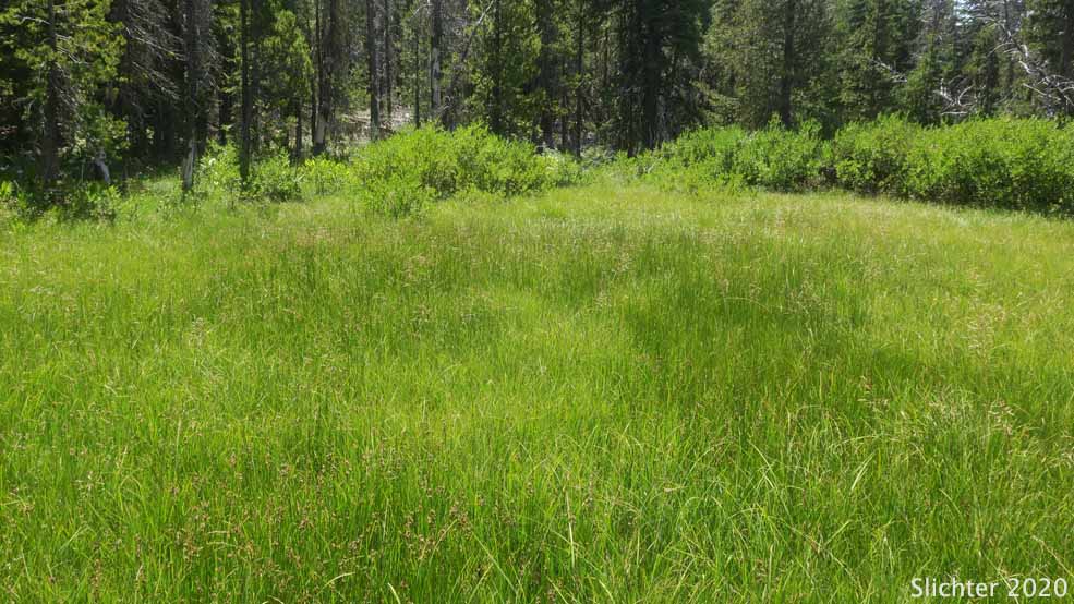 This photo shows sedge and rush meadows at Hank's Spring on the northwest corner of Twelvemile Peak. There's a small basin for backpackers to collect water from here, but we noted it was mostly dry and probably not of the best quality by mid-summer. Fremont-Winema National Forest.....August 2, 2020. shows sedge and rush meadows at Hank's Spring on the northwest corner of Twelvemile Peak. There's a small basin for backpackers to collect water from here, but we noted it was mostly dry and probably not of the best quality by mid-summer. Fremont-Winema National Forest.....August 2, 2020.