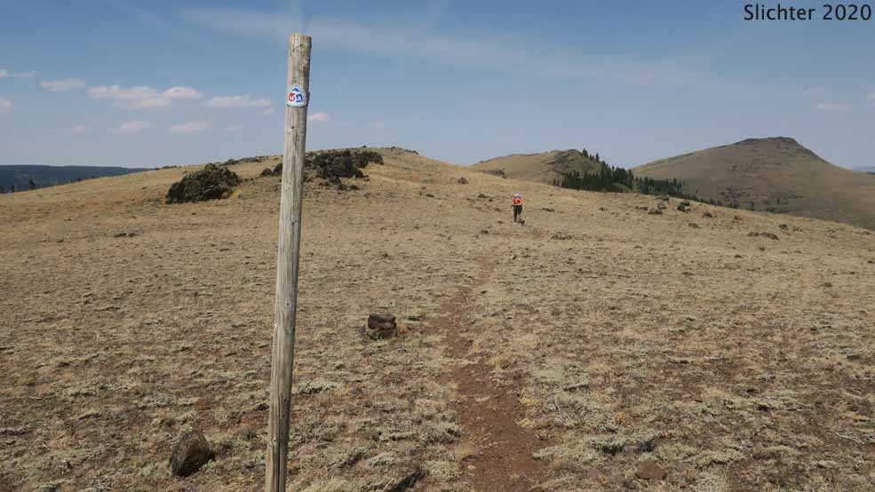 This photo shows the windswept balds on the northern ridgeline of Twelvemile Peak viewed north with the faint tread of the Fremont National Recreation Trail #160 visible in the foreground. McDowell Peak is in the middle distance at right while Crook Peak is behind it at right. Fremont-Winema National Forest.....August 2, 2020.