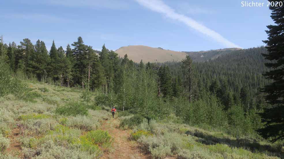 This photo shows a late afternoon view south towards Light Peak from the southwestern corner of Twelvmile Peak, about a mile northeast of the South Fork Crooked Creek trailhead, Fremont-Winema National Forest.....August 2, 2020.