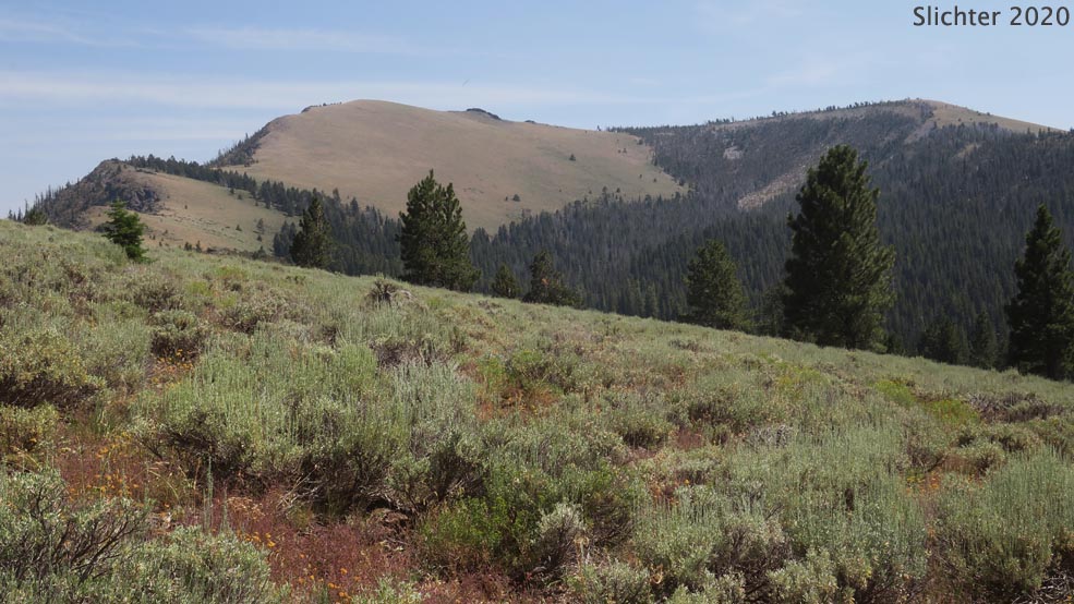 A view southeast from the Fremont National Recreation Trail #160 towards Light Peak from the southwestern slopes of Twelvemile Peak. The Drake Peak is at the western extension of Light Peak at right. Drake Peak is out of the photo at left. Fremont-Winema National Forest.....August 2, 2020.