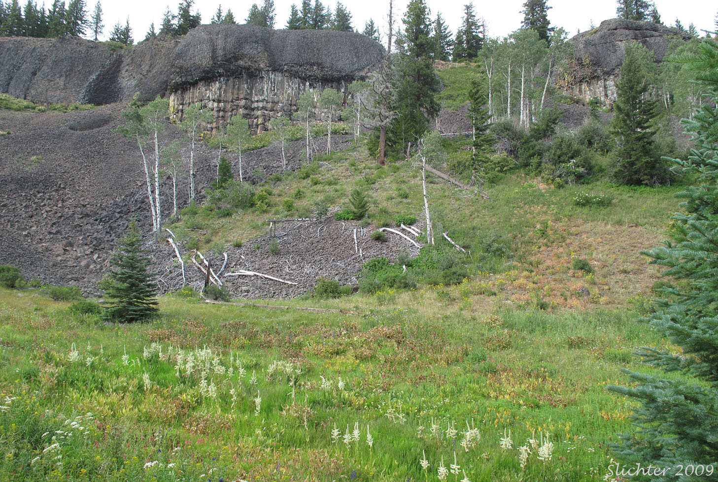 Meadows and basalt cliffs at the trailhead for Trail # 1381 along FS Rd 3530.