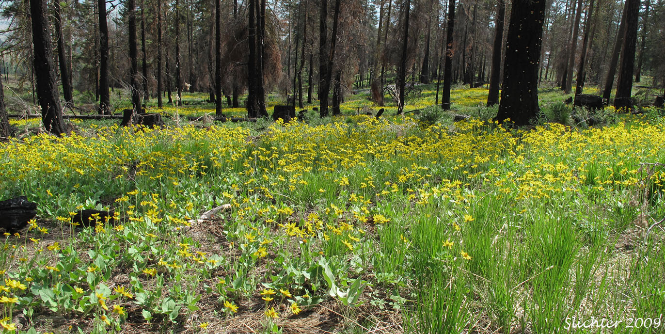 A mass of heart-leaved arnica in bloom in burned coniferous woods along Reecer Creek Road in the Wenatchee N.F.................June 5, 2009.   