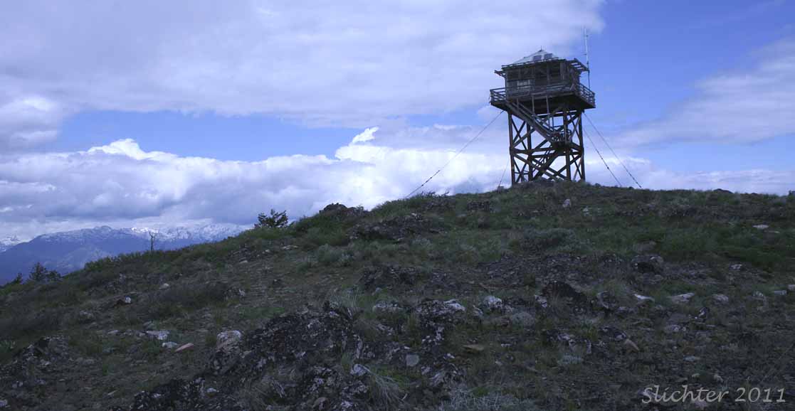 Lookout Mt., Okanogan-Wenatchee National Forest.............June  10, 2011.