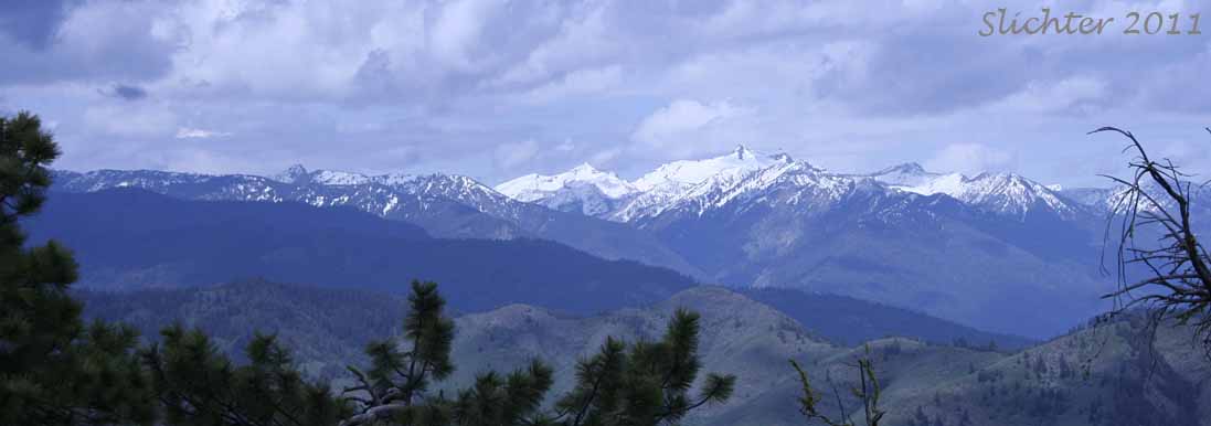View west from the summit of Lookout Mt., Okanogan-Wenatchee National Forest.............June 10, 2011.