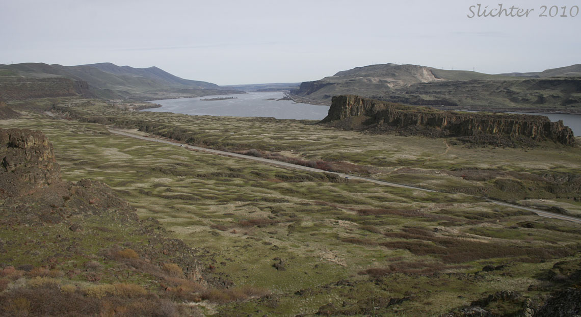 View towards Horsethief Butte and the eastern Columbia River Gorge from the Dancing Rock Property..............March 15, 2010.