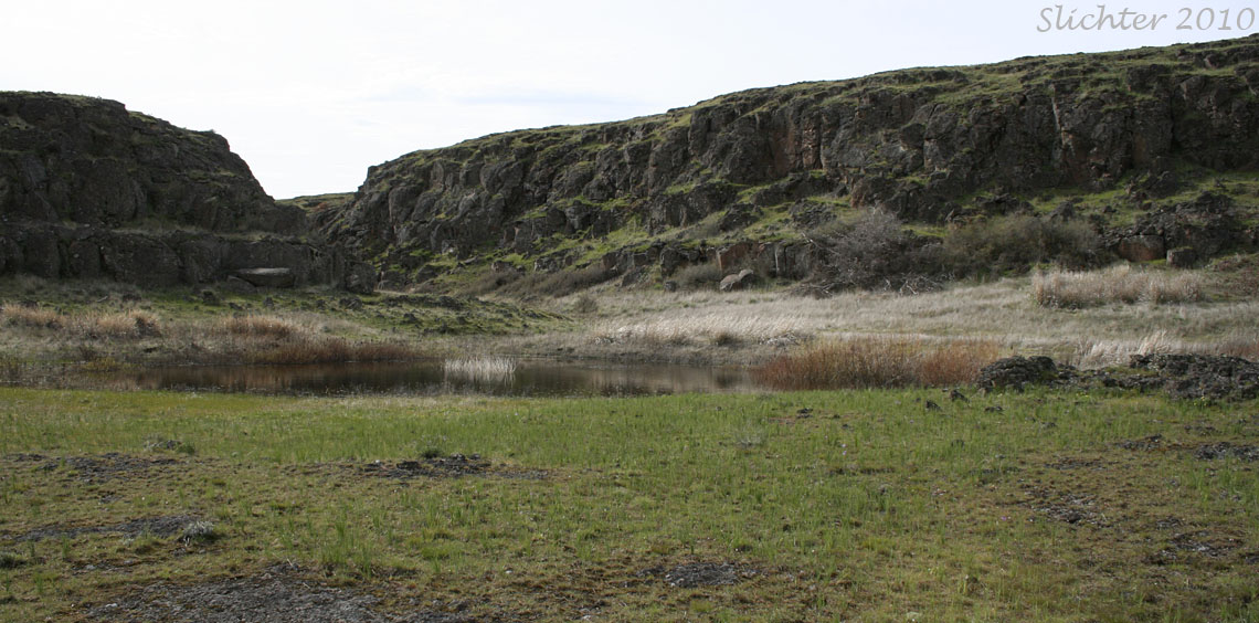One of several small vernal ponds that can be seen at the Dancing Rock property..................March 15, 2010.