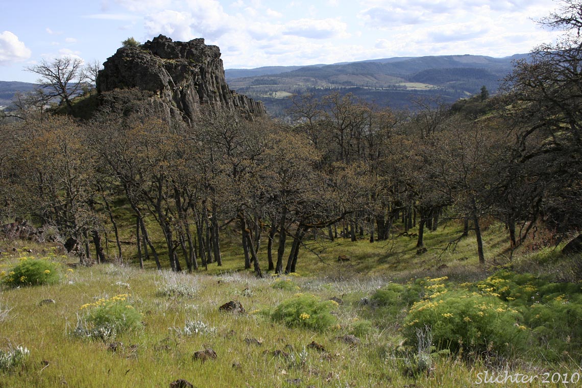 Typical early spring landscape in the Labyrinth, middle Columbia River Gorge..........April 15, 2010.