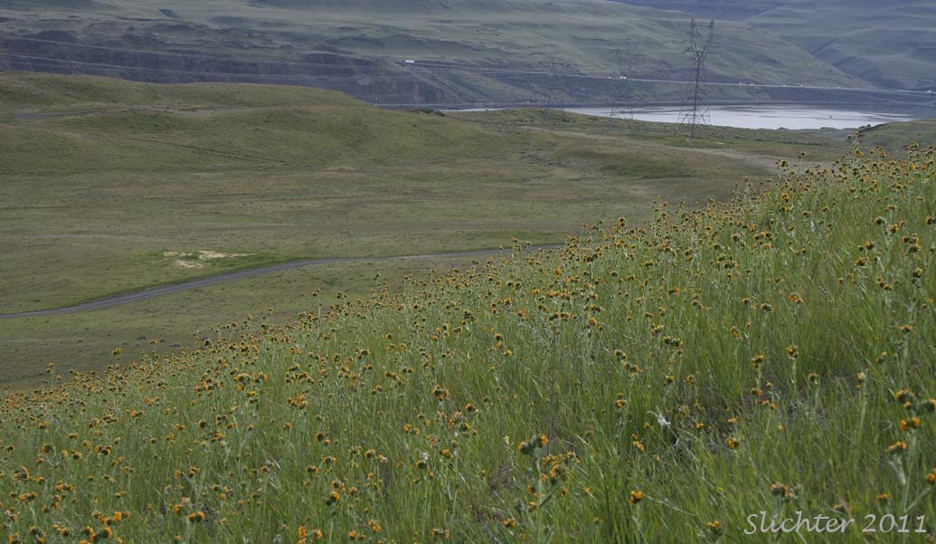 Fiddleneck-covered slopes at T3N R20E S20.........April 20, 2011.