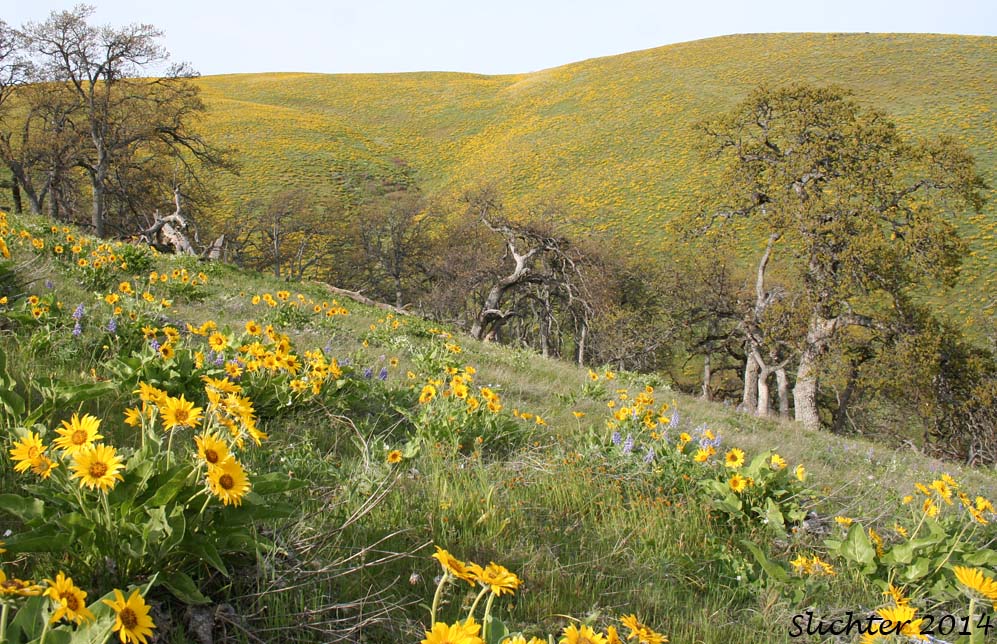 Sevenmile Hill (via USFS Right of Way from Sevenmile Road)......April 20, 2014