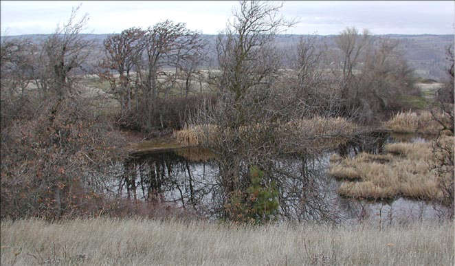 Pond along the lower trail at Tom McCall Nature Preserve. Note the low waterlevel.......March 4, 2001.