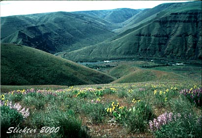 Mouth of the Deschutes viewed north towards the Columbia River with the Columbia Hills on the far side of the river...........October 1997.