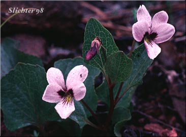 Wedge-leaf Violet: Viola cuneata