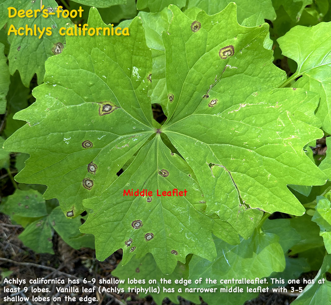 Deer's-foot: Achlys californica