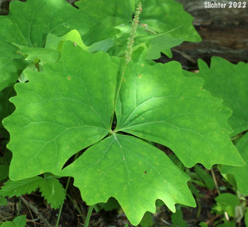Deer's-foot: Achlys californica