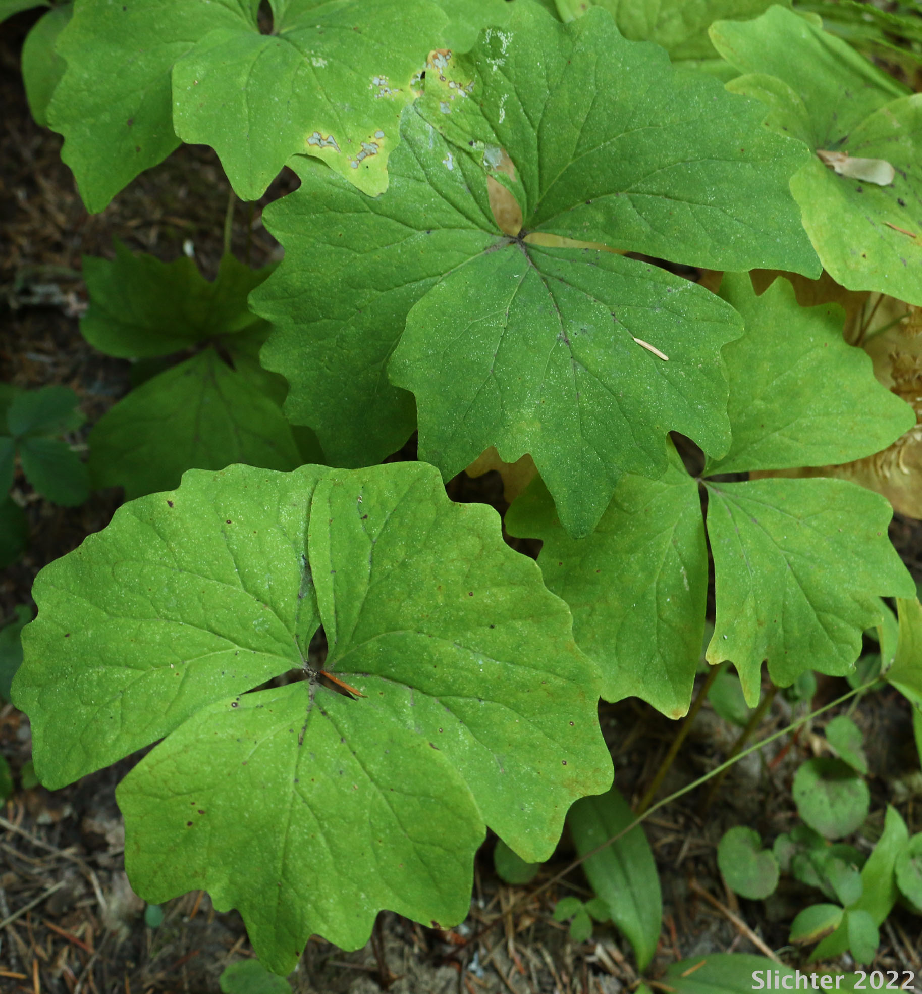 Deer's-foot: Achlys californica