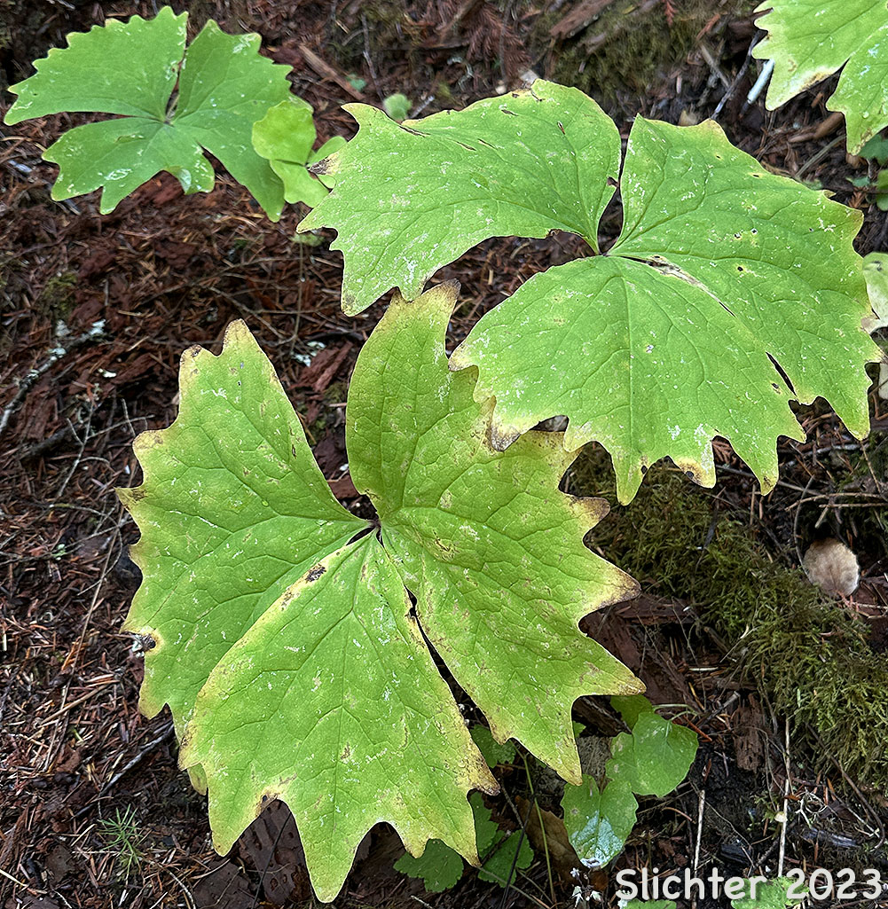 Deer's-foot: Achlys californica