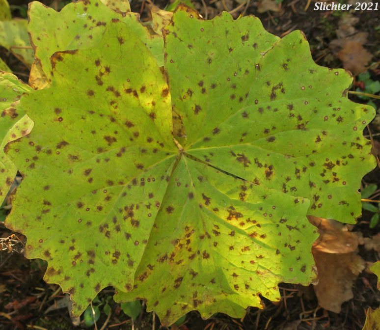 Deer's-foot: Achlys californica