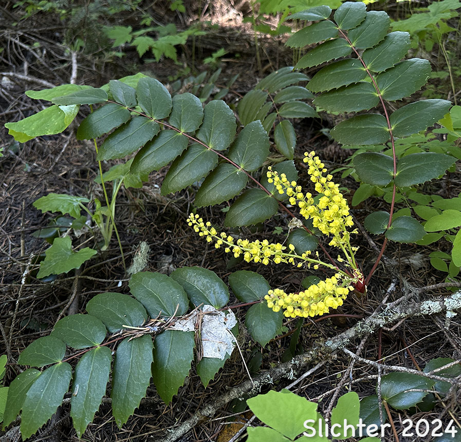 Cascade Oregon Grape, Cascade Oregon-grape, Dull Oregongrape, Long-leaved Oregon Grape: Berberis nervosa (Synonyms: Berberis nervosa var. mendocinensis, Mahonia nervosa, Mahonia nervosa var. mendocinensis, Mahonia nervosa var. nervosa, Odostemon nervosus)