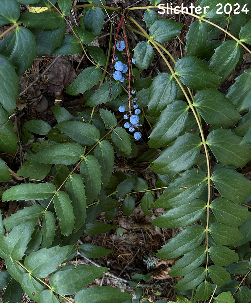 Mature fruits of Cascade Oregon Grape, Cascade Oregon-grape, Dull Oregongrape, Long-leaved Oregon Grape: Berberis nervosa (Synonyms: Berberis nervosa var. mendocinensis, Mahonia nervosa, Mahonia nervosa var. mendocinensis, Mahonia nervosa var. nervosa, Odostemon nervosus)