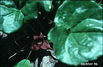 Long-tailed Wild Ginger, Western Wild Ginger, Wild Ginger: Asarum caudatum (Synonym: Asarum caudatum var. caudatum)