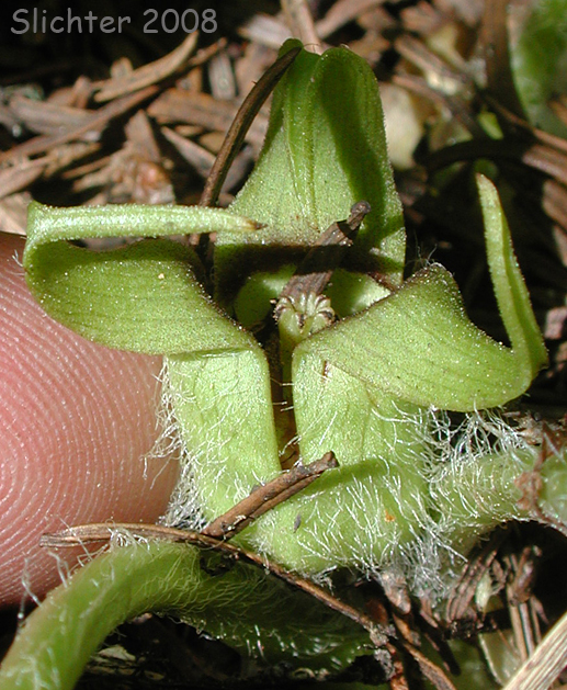 Flower of Green-flowered Wild Ginger, Wagner's Wild Ginger: Asarum wagneri(Synonym: Asarum caudatum var. viridiflorum)