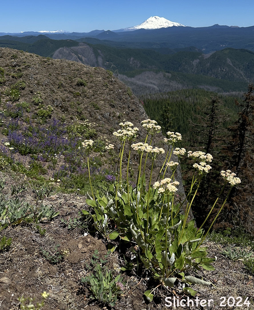 Arrowleaf Buckwheat, Heart-leaf Buckwheat, Northern Buckwheat: Eriogonum compositum var. compositum (Synonyms: Eriogonum compositum var. citrinum, Eriogonum compositum var. pilicaule, Eriogonum johnstonii, Eriogonum pilicaule)