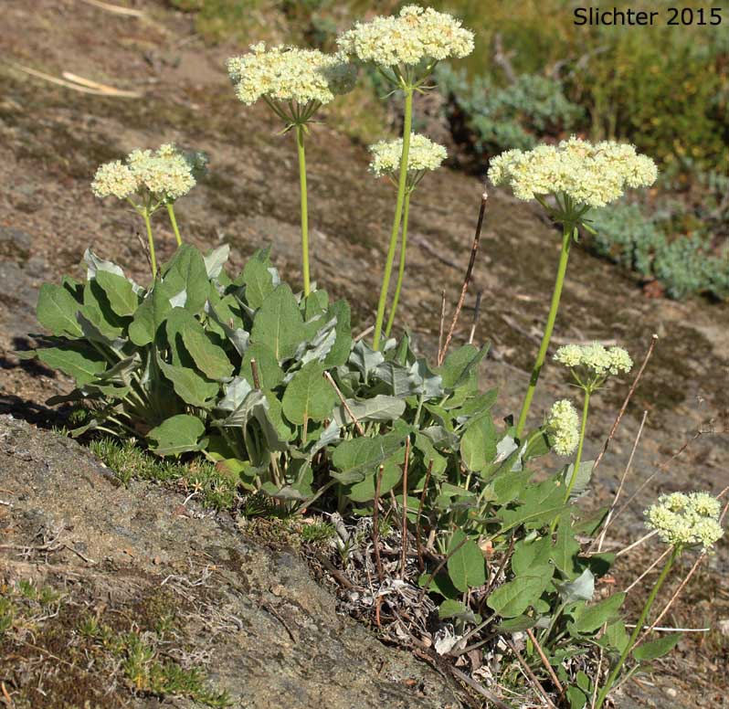 Arrowleaf Buckwheat, Heart-leaf Buckwheat, Northern Buckwheat: Eriogonum compositum var. compositum (Synonyms: Eriogonum compositum var. citrinum, Eriogonum compositum var. pilicaule, Eriogonum johnstonii, Eriogonum pilicaule)