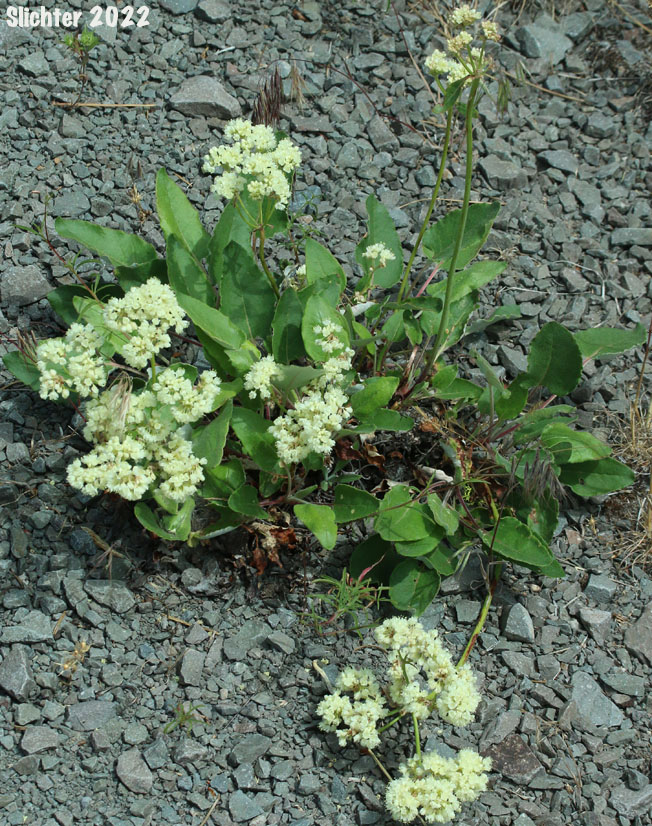Arrowleaf Buckwheat, Heart-leaf Buckwheat, Northern Buckwheat: Eriogonum compositum var. compositum (Synonyms: Eriogonum compositum var. citrinum, Eriogonum compositum var. pilicaule, Eriogonum johnstonii, Eriogonum pilicaule)