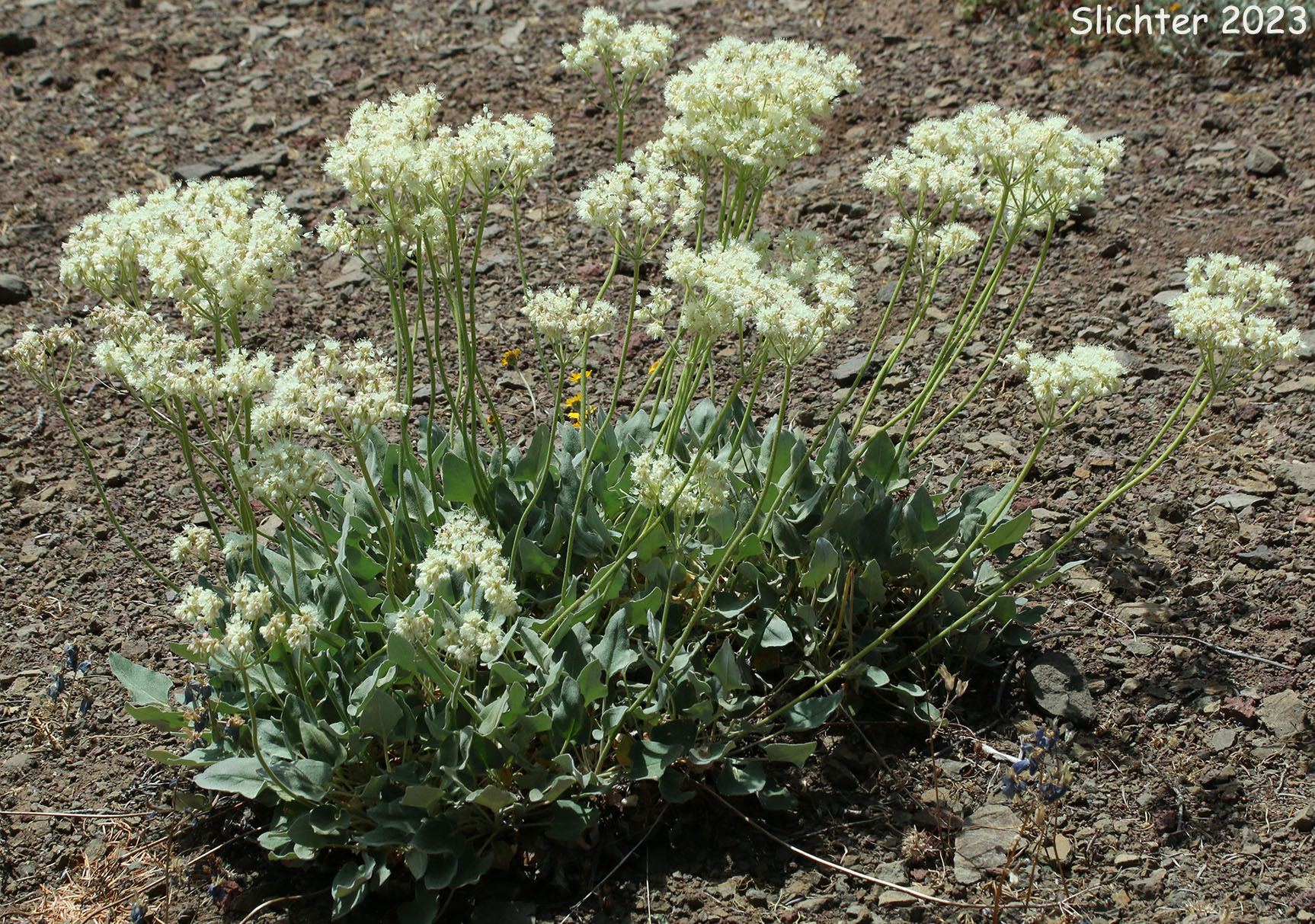 Arrowleaf Buckwheat, Heart-leaf Buckwheat, Northern Buckwheat: Eriogonum compositum var. compositum (Synonyms: Eriogonum compositum var. citrinum, Eriogonum compositum var. pilicaule, Eriogonum johnstonii, Eriogonum pilicaule)