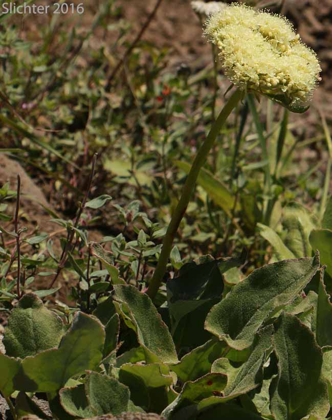 Arrowleaf Buckwheat, Heart-leaf Buckwheat, Northern Buckwheat: Eriogonum compositum var. compositum (Synonyms: Eriogonum compositum var. citrinum, Eriogonum compositum var. pilicaule, Eriogonum johnstonii, Eriogonum pilicaule)