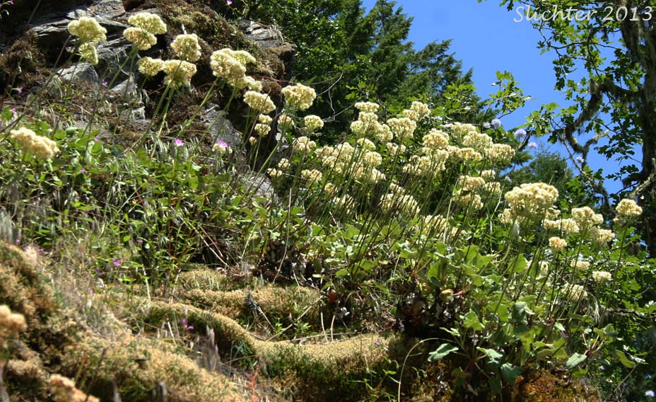 Arrowleaf Buckwheat, Heart-leaf Buckwheat, Northern Buckwheat: Eriogonum compositum var. compositum (Synonyms: Eriogonum compositum var. citrinum, Eriogonum compositum var. pilicaule, Eriogonum johnstonii, Eriogonum pilicaule)