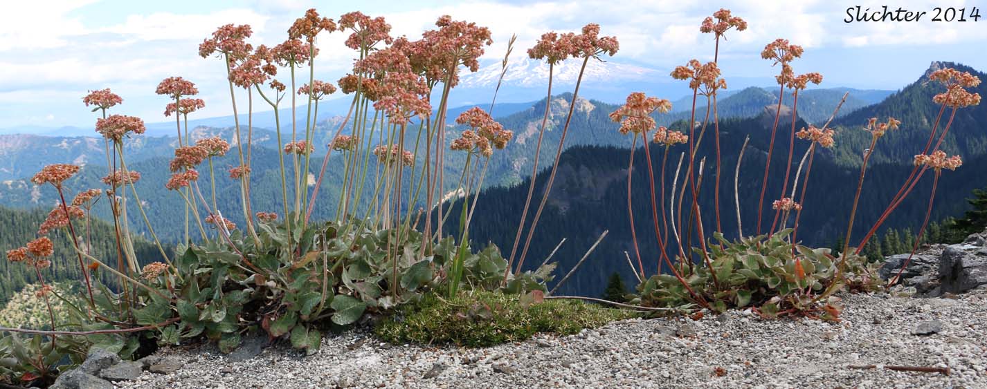 Arrowleaf Buckwheat, Heart-leaf Buckwheat, Northern Buckwheat: Eriogonum compositum var. compositum (Synonyms: Eriogonum compositum var. citrinum, Eriogonum compositum var. pilicaule, Eriogonum johnstonii, Eriogonum pilicaule)