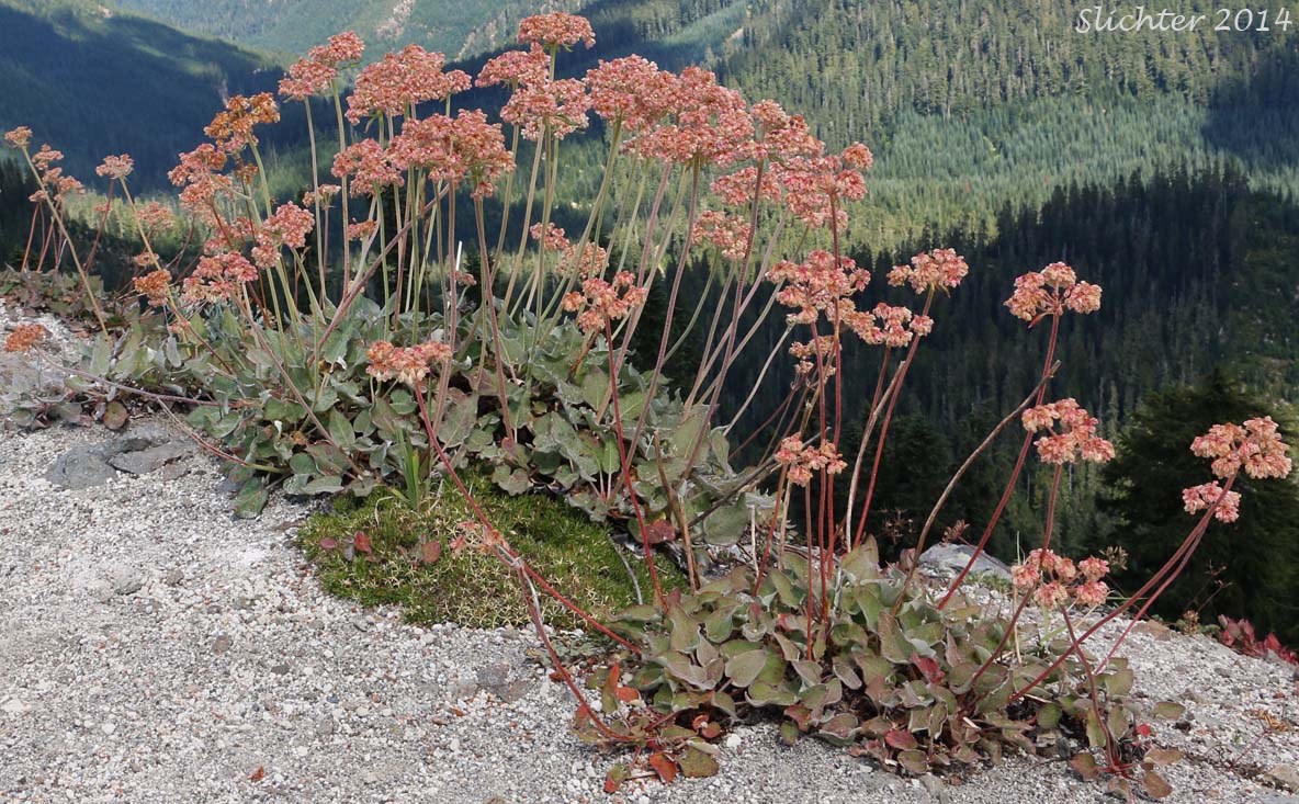 Arrowleaf Buckwheat, Heart-leaf Buckwheat, Northern Buckwheat: Eriogonum compositum var. compositum (Synonyms: Eriogonum compositum var. citrinum, Eriogonum compositum var. pilicaule, Eriogonum johnstonii, Eriogonum pilicaule)