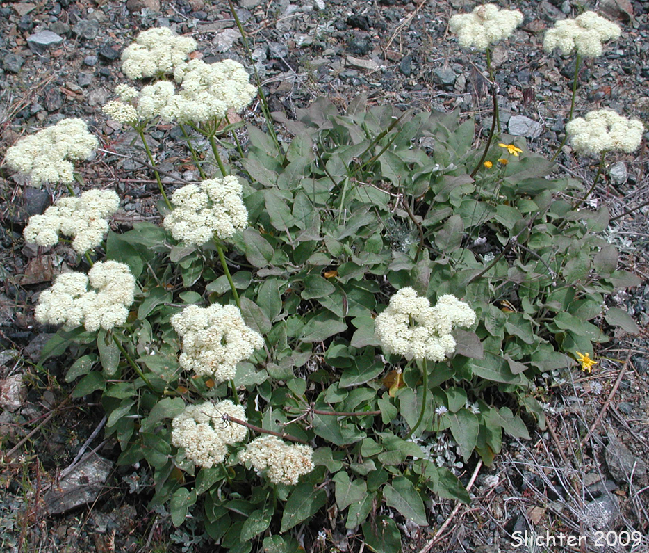 Heartleaf Buckwheat, Arrowleaf Buckwheat: Eriogonum compositum var. compositum  (Synonyms: Eriogonum compositum var. citrinum, Eriogonum compositum var. pilicaule, Eriogonum johnstonii, Eriogonum pilicaule)