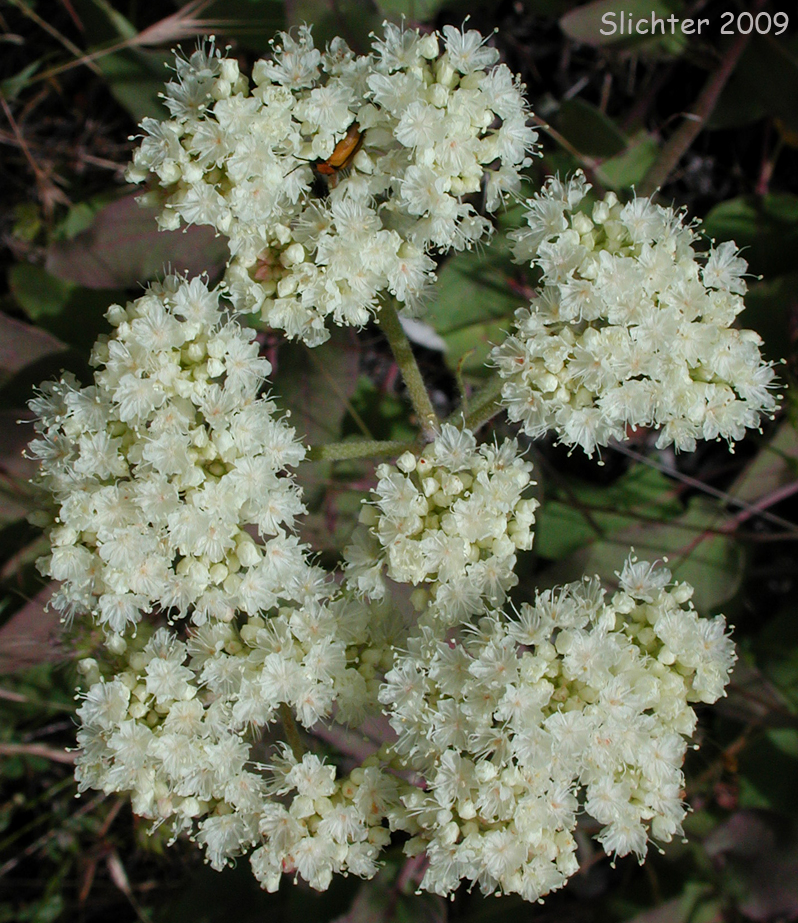 Heartleaf Buckwheat, Arrowleaf Buckwheat: Eriogonum compositum var. compositum  (Synonyms: Eriogonum compositum var. citrinum, Eriogonum compositum var. pilicaule, Eriogonum johnstonii, Eriogonum pilicaule)
